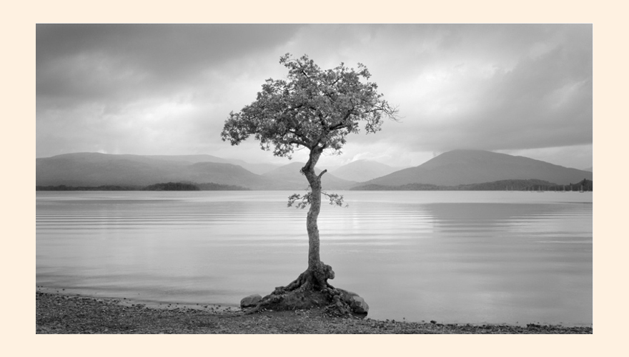 Loch and Tree