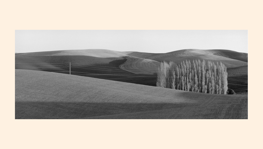 Palouse Trees